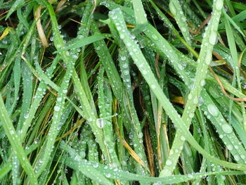 Full frame shot of wet plants