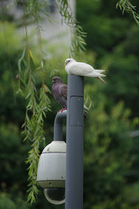 Close-up of bird perching on plant