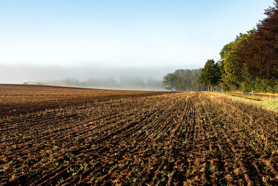 Scenic view of agricultural field against sky