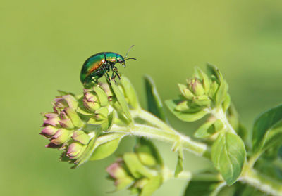 Close-up of beetle on flower