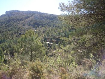 High angle view of trees growing on mountain