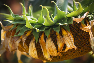 Close-up of sunflower plant