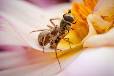 Close-up of insect on flower, spider catching insect