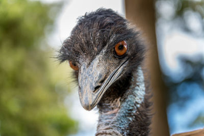 Close-up of eagle outdoors