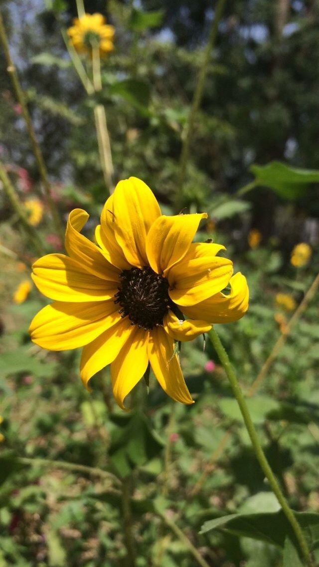 CLOSE-UP OF BLACK-EYED YELLOW FLOWER BLOOMING OUTDOORS