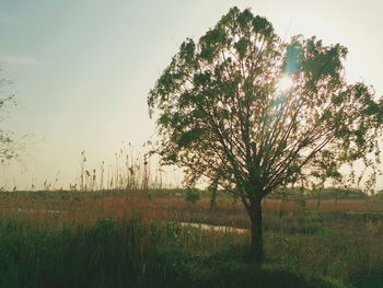 Tree on field against clear sky