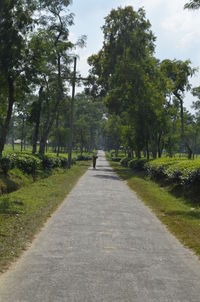 Road amidst trees against sky