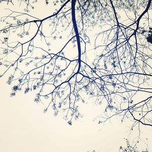 Low angle view of bare tree against clear sky