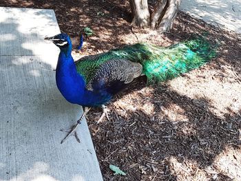 High angle view of peacock