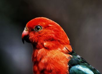 Close-up of parrot