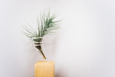 Plant on wooden decor by white wall