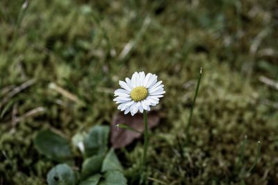 Close-up of white daisy flower on field