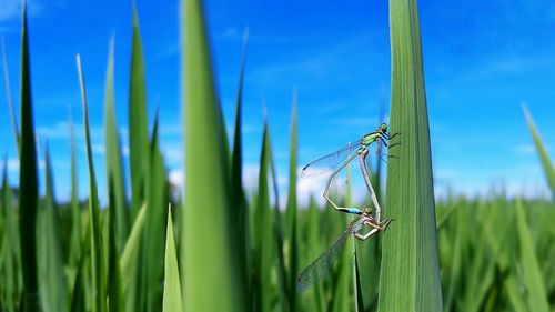 Close-up of damselfly on grass