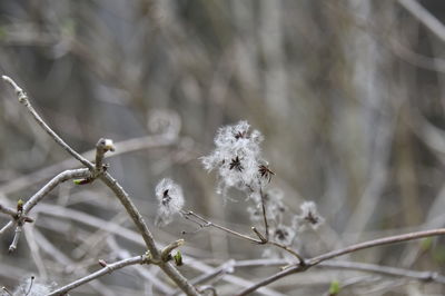 Close-up of snow on plant