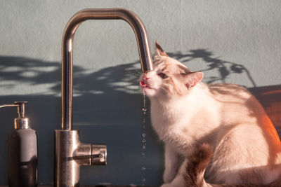Close-up of a cat looking away
