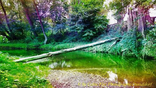 Scenic view of lake in forest