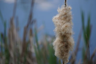 Close-up of plant against blurred background