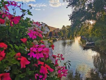 Flowering plants by lake against building