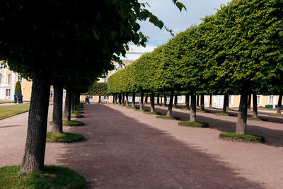 Trees in row against sky