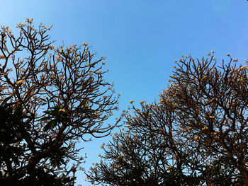 Low angle view of trees against blue sky