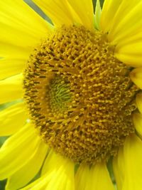 Close-up of yellow flower