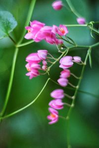 Close-up of pink flowers blooming outdoors