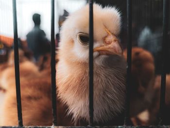 Close-up of birds in cage