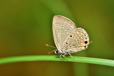 Butterfly on leaf