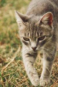 High angle view of cat on grassy field