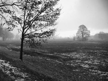 Tree in field