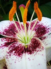 Close-up of flower