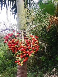 Low angle view of fruits on tree