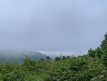 Plants growing on land against sky