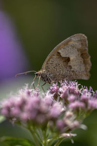 Close-up of butterfly pollinating on flower