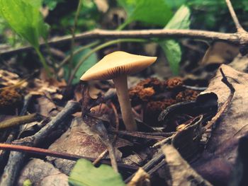 Close-up of mushroom growing in forest