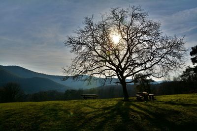 Tree on field against sky