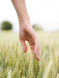 Cropped hand of woman holding plant