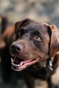 Close-up of dog looking away