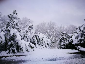 Snow covered trees against sky
