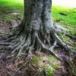 Close-up of tree trunk