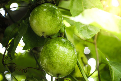 Close-up of fruits hanging on tree