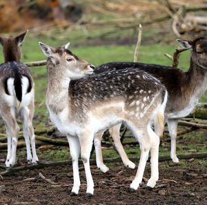 Deer standing on field