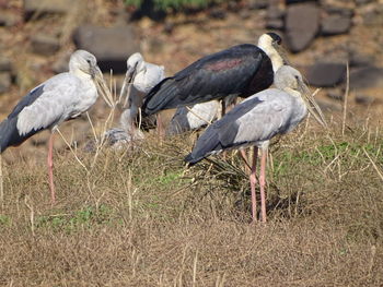 High angle view of gray heron