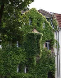 Low angle view of ivy growing on old building