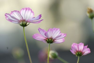 Close-up of pink cosmos flowers