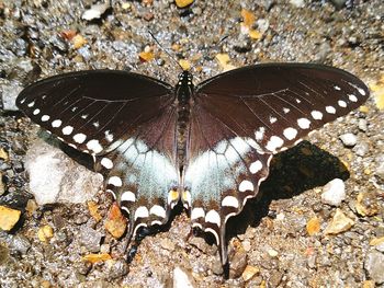 High angle view of butterfly