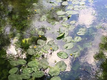 High angle view of leaves floating on lake