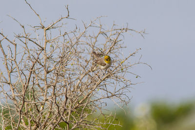 Low angle view of bird perching on tree