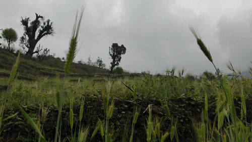 Crops growing on field against sky