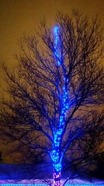Low angle view of illuminated bare trees at night